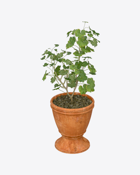 Plant in Pot PNG