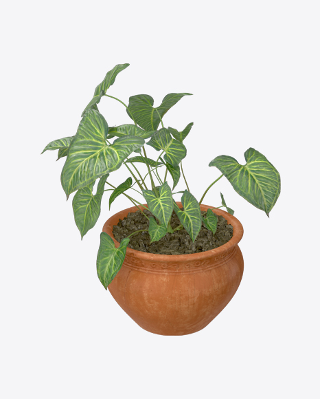 Plant in Pot PNG