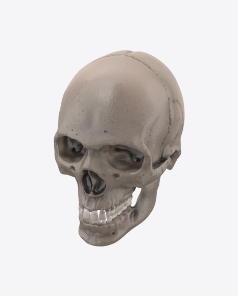 Skull PNG
