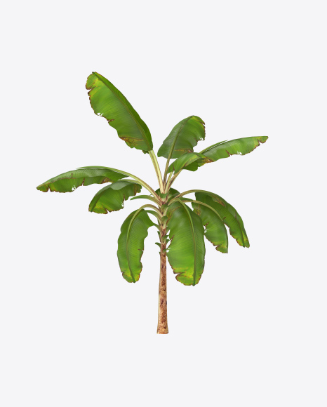 Banana Tree PNG