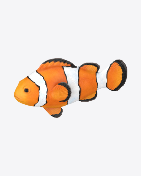 Clownfish PNG
