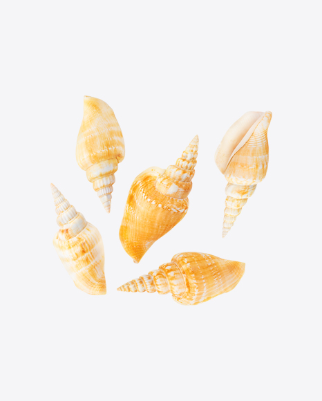 Seashells Set