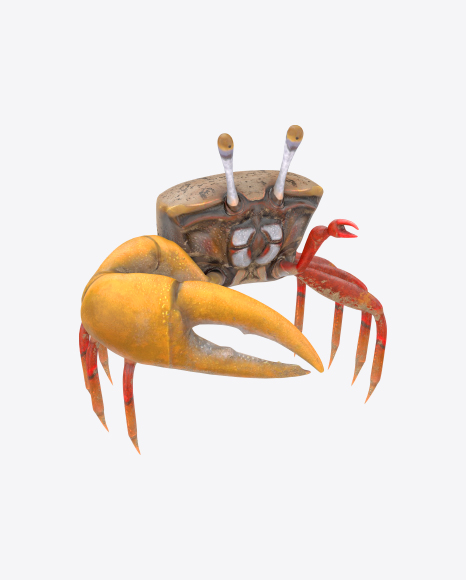 Fiddler Crab PNG