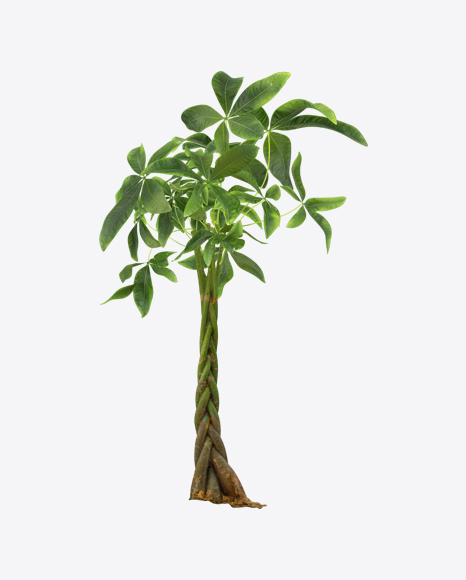 Pachira Aquatica PNG