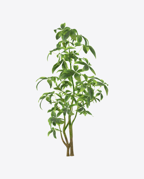Pachira Aquatica PNG