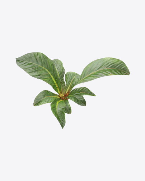 Anthurium Plant PNG