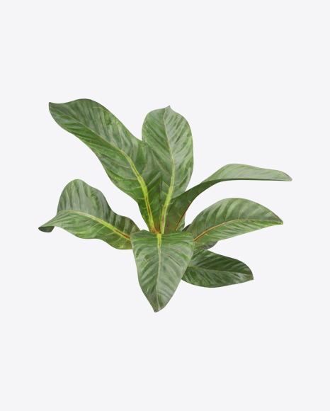 Anthurium Plant PNG
