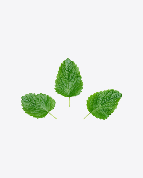 Mint Leaves PNG