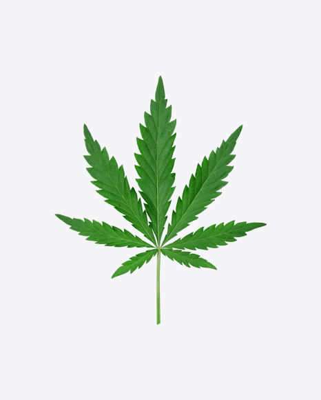 Cannabis Leaf PNG