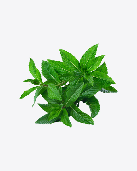 Mint Branch PNG