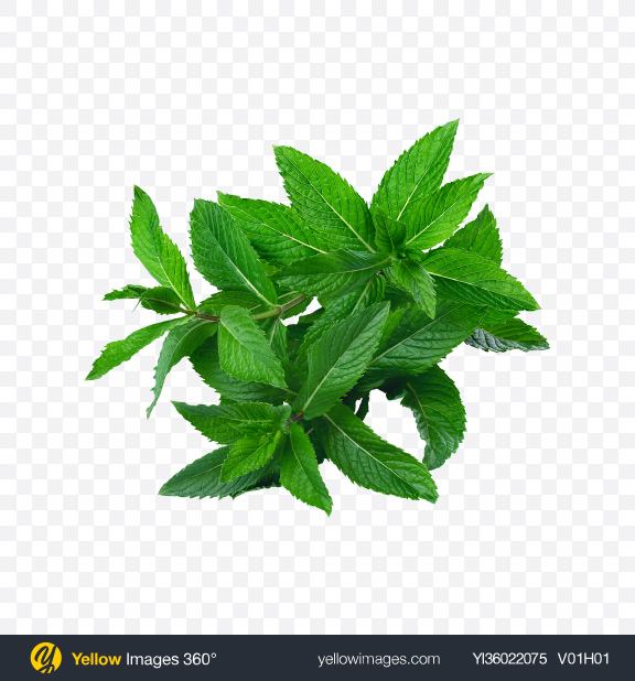Download Mint Branch Transparent PNG on YELLOW Images