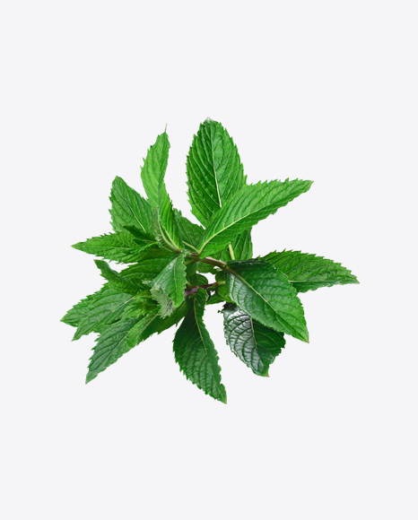 Mint Branch PNG