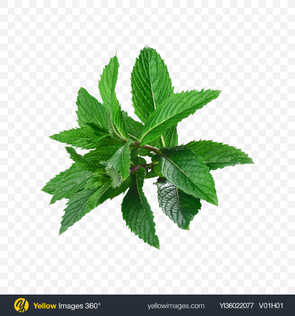 Download Mint Branch Transparent PNG on YELLOW Images