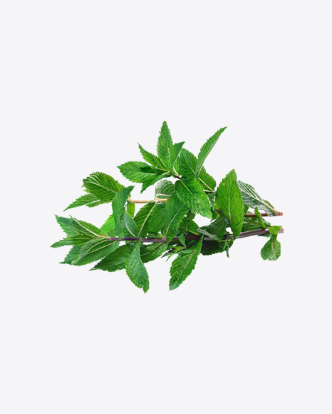 Mint Branches PNG