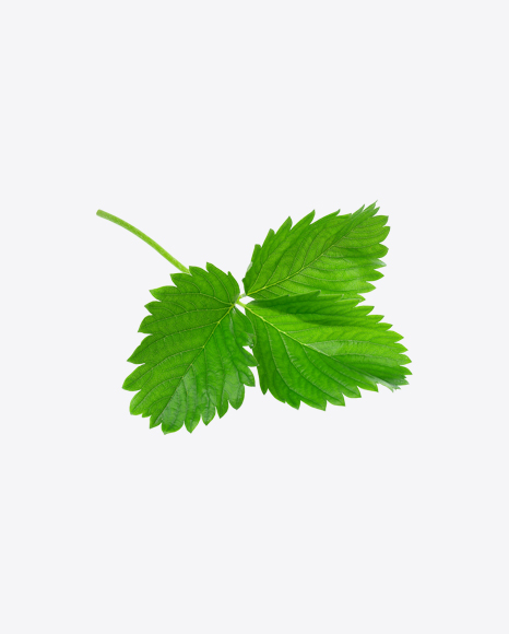 Mint Branch PNG