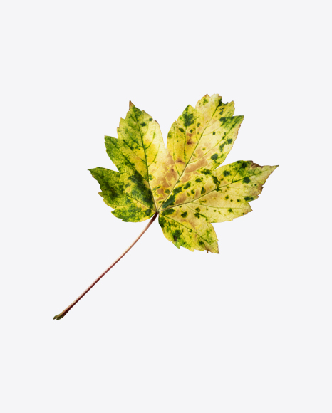 Bright Autumn Tree Leaf