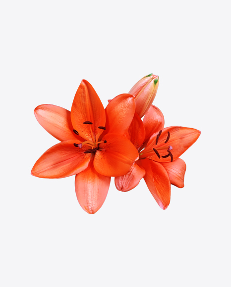Lily Flower
