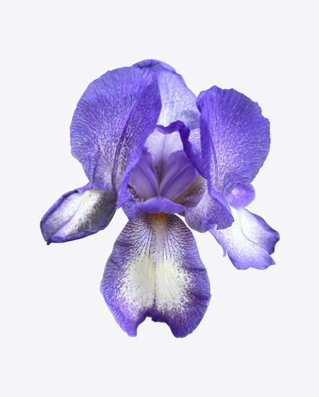 Iris Flower