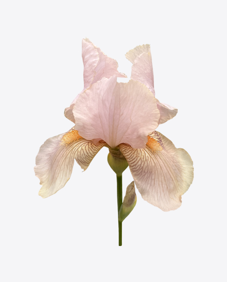 Iris Flower