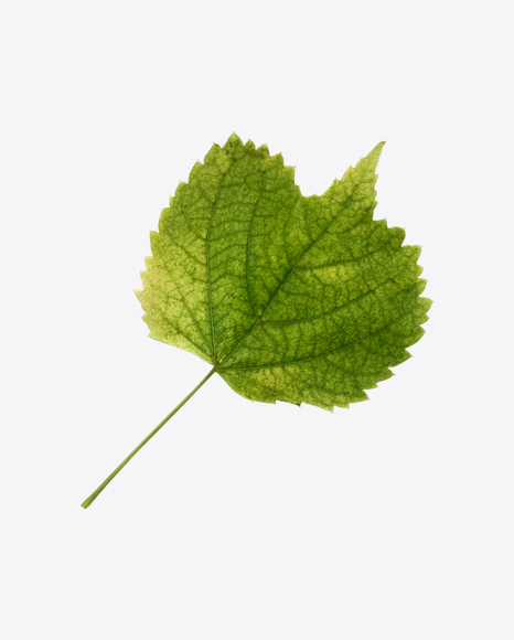 Green Linden Tree Leaf