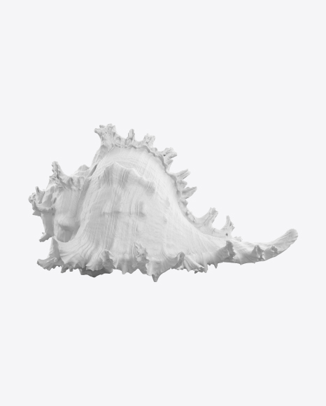 Seashell Sculpture PNG