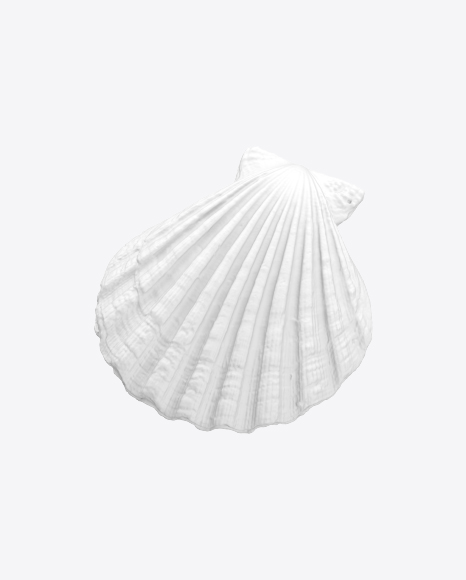 Seashell Sculpture PNG