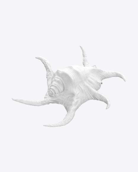 Seashell Sculpture PNG