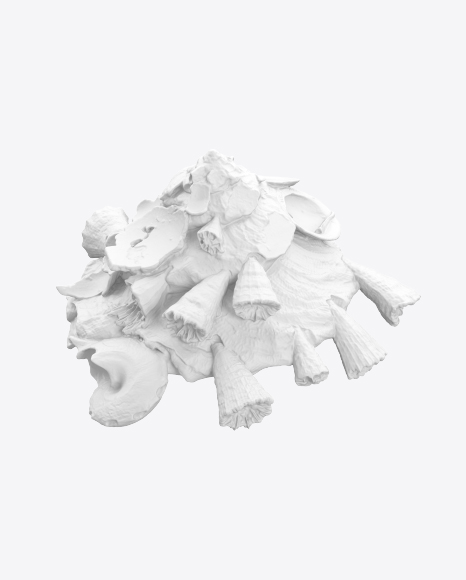 Seashell Sculpture PNG