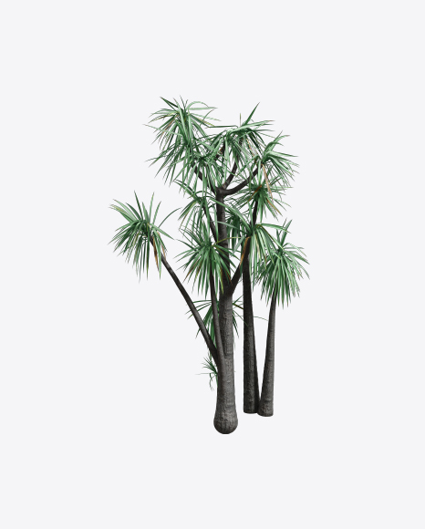 Hoary Yucca PNG