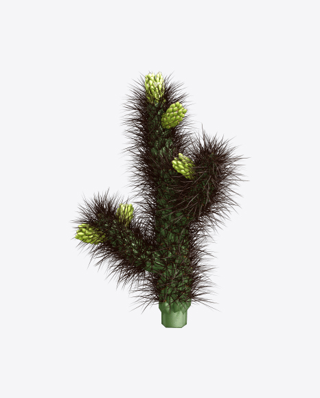 Cactus PNG