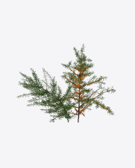 Sea-Buckthorn