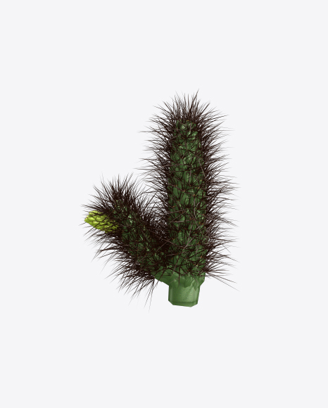Cactus PNG