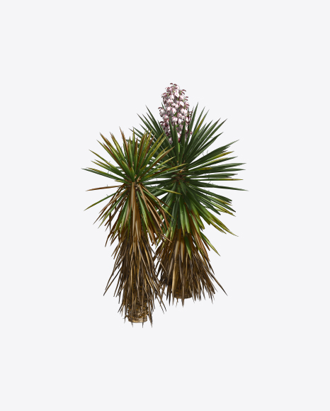 Yucca Baccata PNG