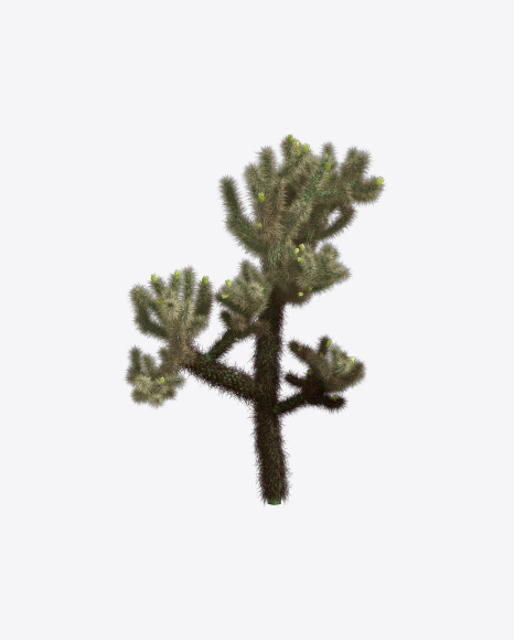Cholla Cactus