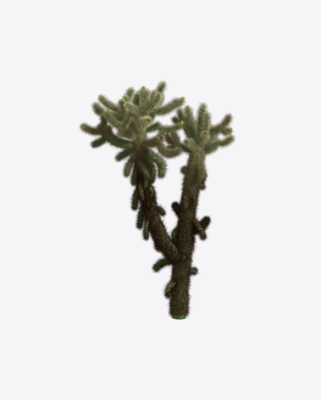 Cholla Cactus PNG