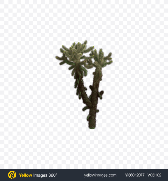 Download Cholla Cactus Transparent PNG on YELLOW Images
