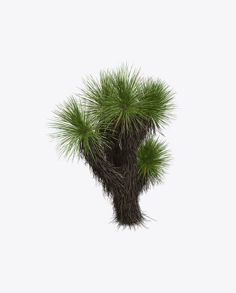 Yucca Elata