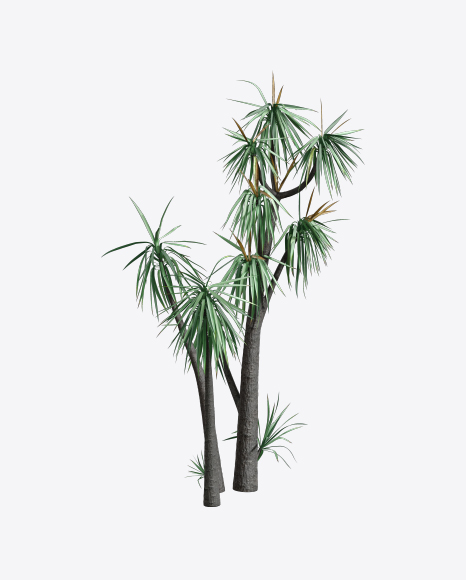 Hoary Yucca