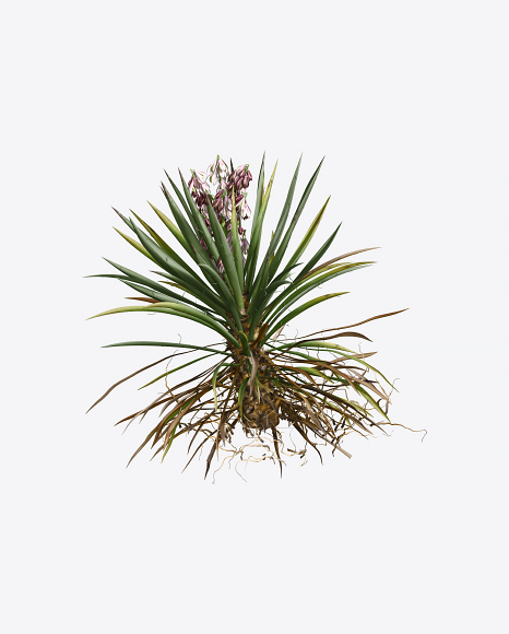 Yucca Baccata