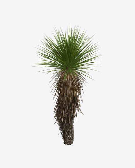 Yucca Elata