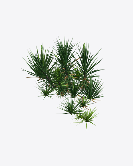 Yucca Baccata PNG