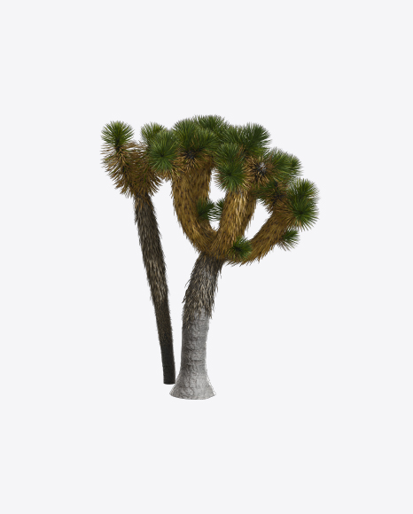 Yucca Decipiens PNG