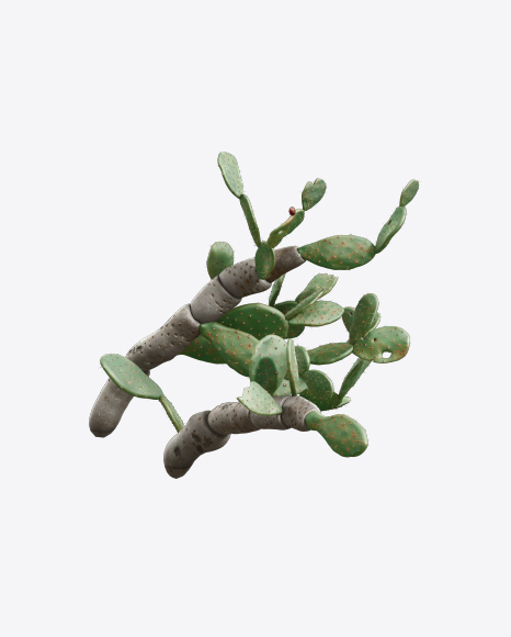 Prickly Pear PNG