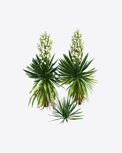 Yucca Baccata PNG