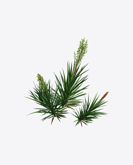 Yucca Baccata PNG