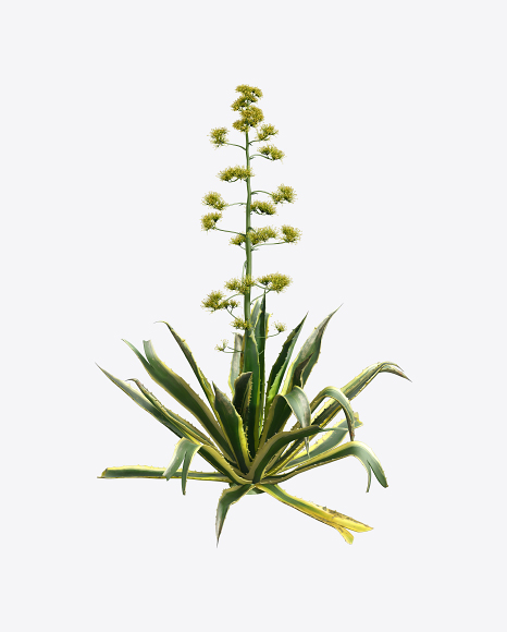 Agave Americana