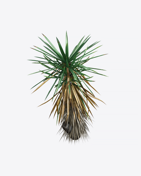 Yucca Elata