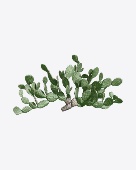 Opuntia Cactus