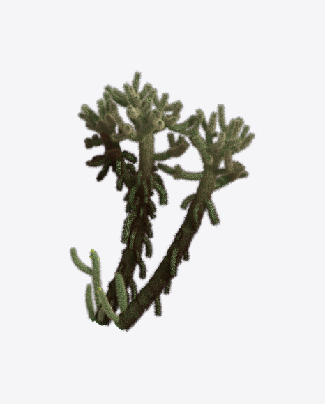 Cholla Cactus