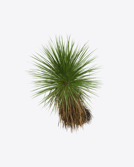Yucca Elata